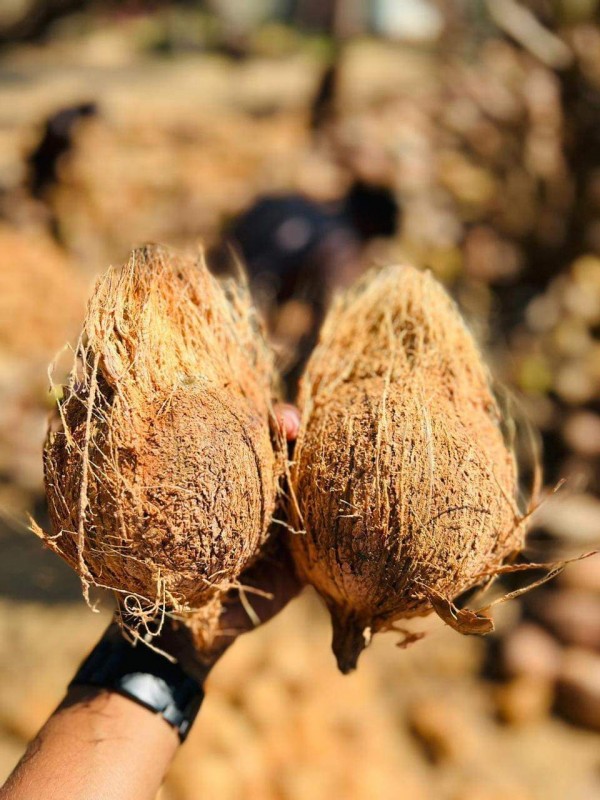 Coconut from India